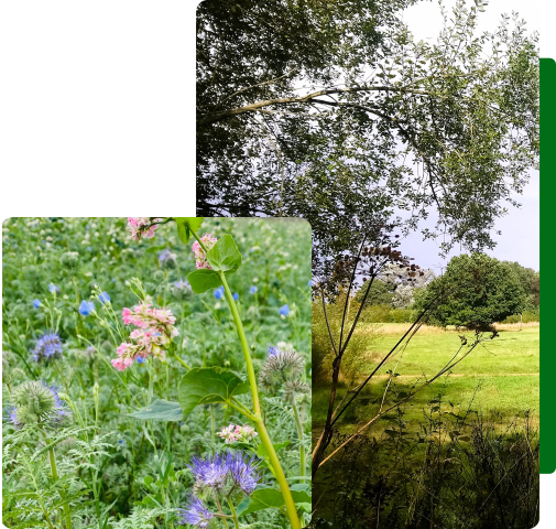 A collage showing a flowering cover crop with blue and pink flowers and a scene across a drass field looking through hedgerow seedheads and an overhanging tree branch.