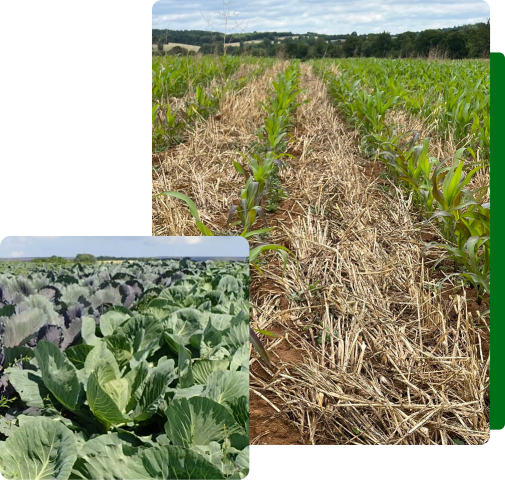 Inset image of purple and green cabbages. Main image, rows of maize with straw mulch.