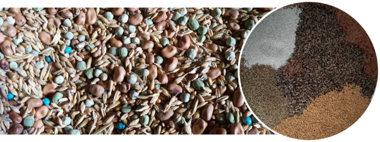 Exploring multi-species combinable cropping with ADOPT funding