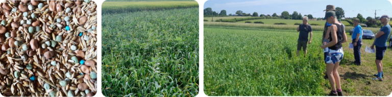 A collage showing a seed mix with different shapes adn colours of seed, a photo of one of the trial plots showing a mix of green plants, and a group of people looking t the trial plots.