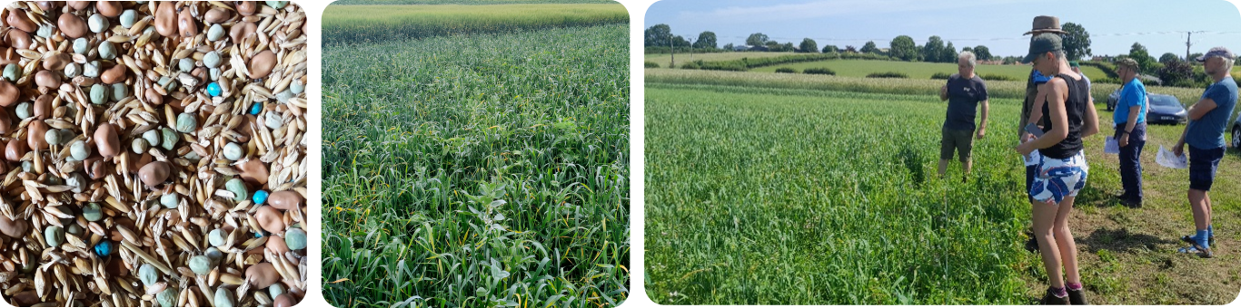 First lessons from our multi-species trial